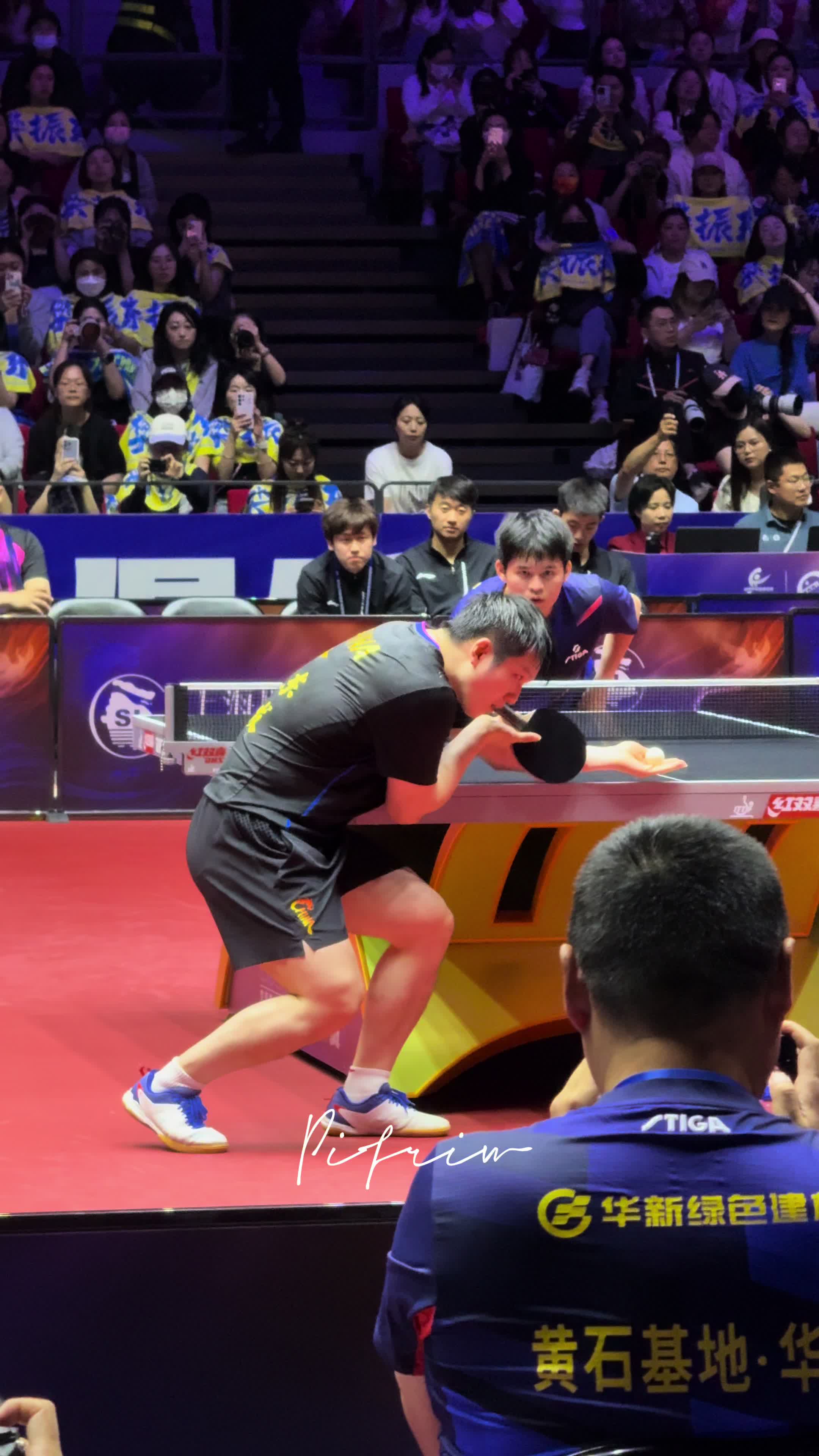 包含波兰乒乓球队鏖战日本乒乓球队，樊振东统治全场的词条